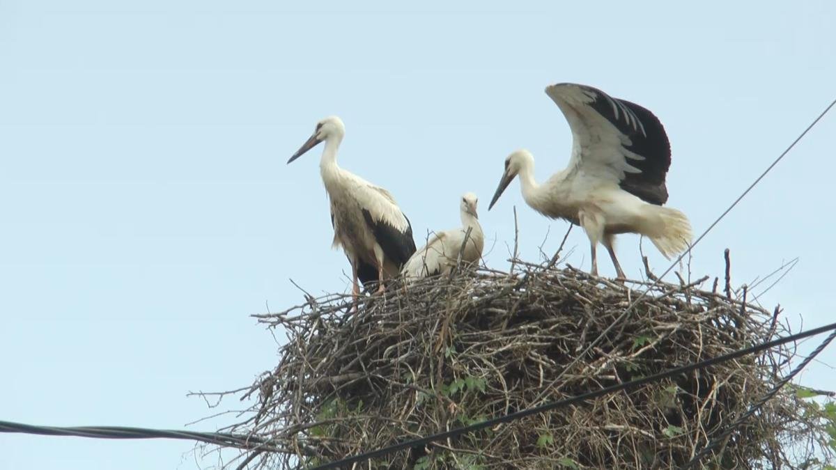 Srpski grad glavno sedište za rode: Ovde žive najveće urbane kolonije u ovom delu Evrope