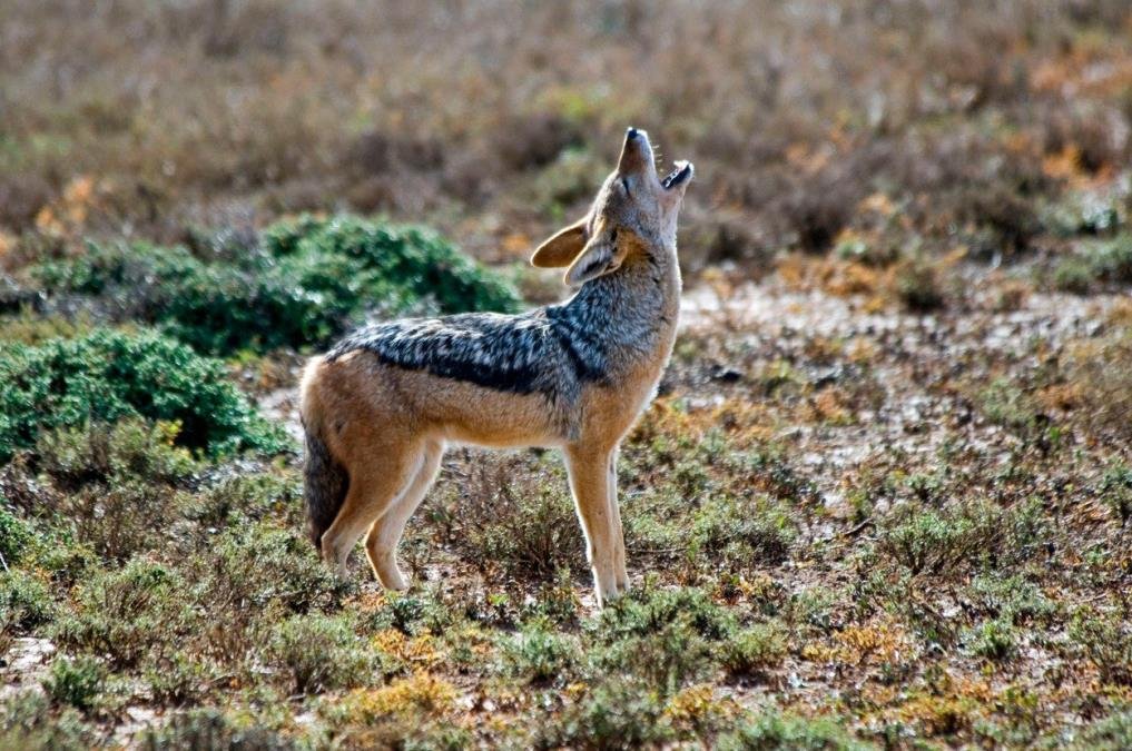 NEVEROVATNE AVANTURE ŠAKALA VASE! Zadivio stručnjake sa Biološkog fakulteta u Beogradu, impresivan plivač i maratonac! Savu preplivao dvaput?!