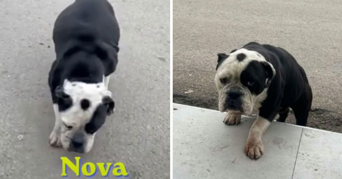 Uginule štence nosila u sebi duže nego što je smela, gladovala i lutala njivama: Zaza i dalje čeka dom