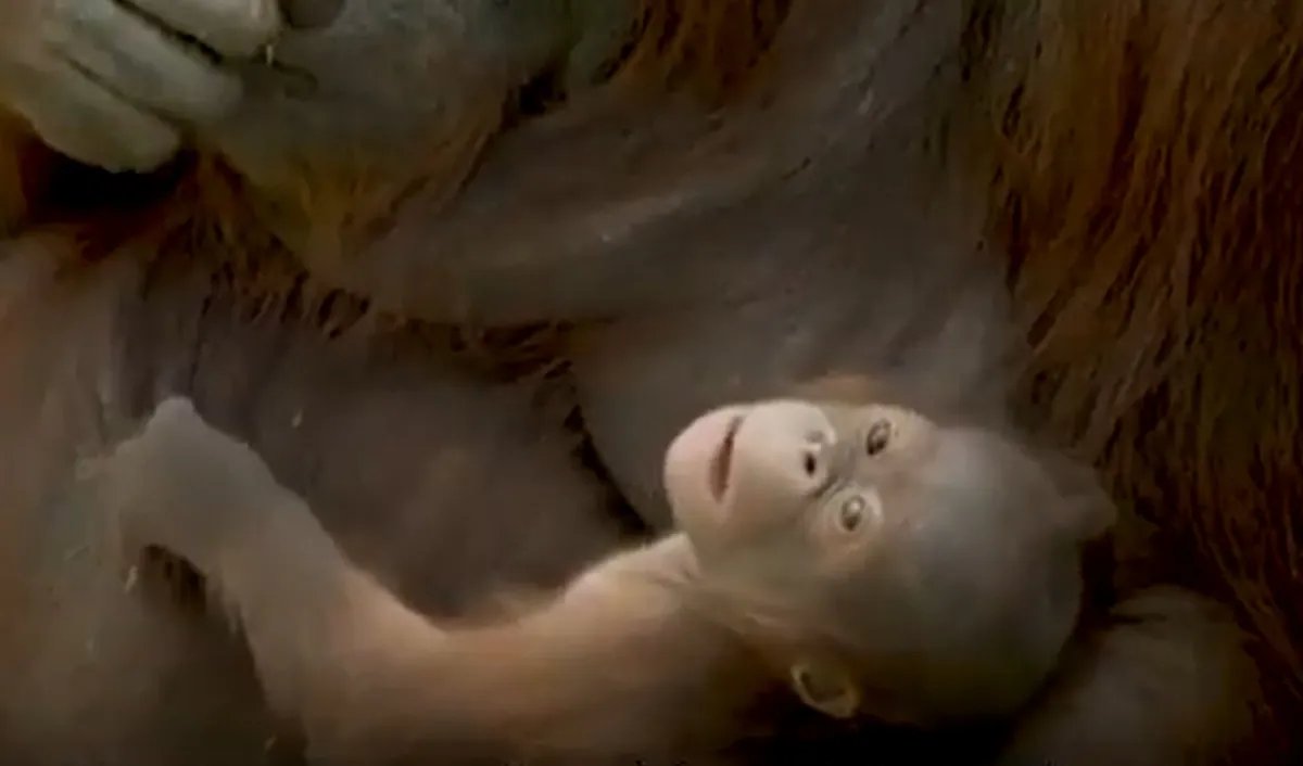 (VIDEO) Neodoljiva beba bornejskog orangutana rođena u Madridu: U divljini ih je ostalo svega 100.000