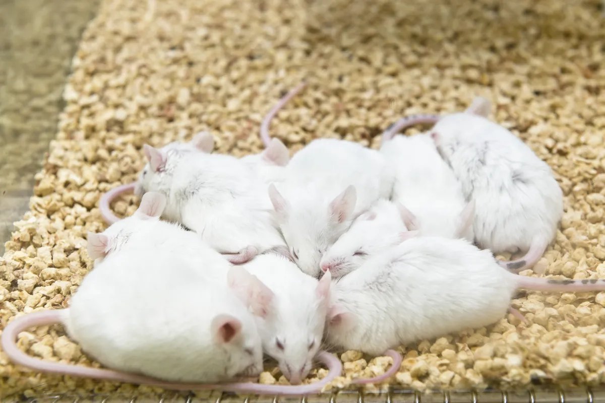 Novo naučno otkriće: Sprej za nos vratio pamćenje starim miševima