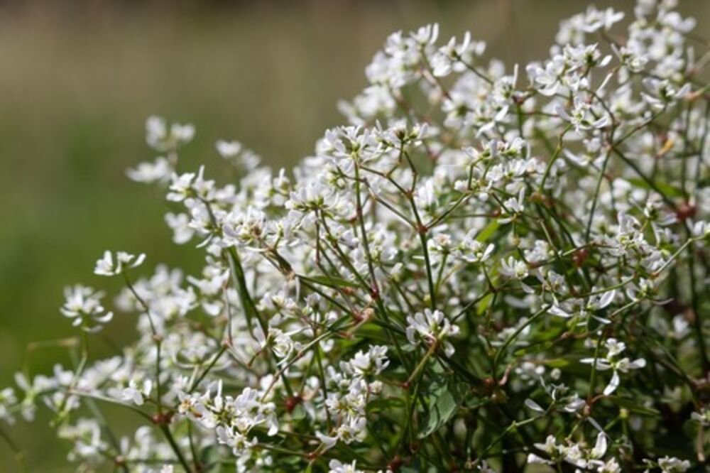 Nismo završili sa hladnoćom, Srbiji preti mraz! Temperatura će ići i do -5