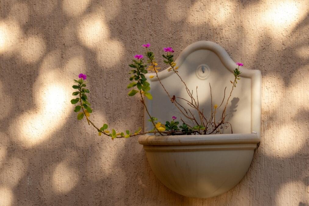 Prelivaće iz saksije do oktobra: Da bi vam vinka bila najveći ponos dvorišta ili terase, ovo je sve što treba da znate