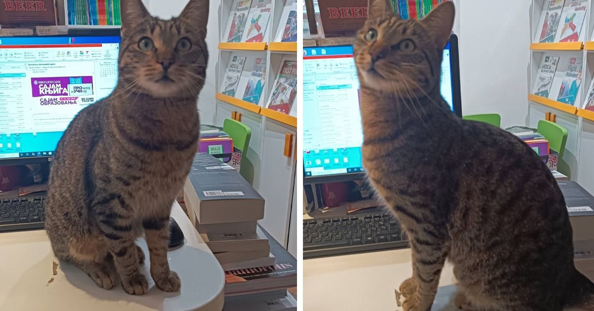 Gde je nestao Boža, mačak koji živi u Oksford centar knjižari: Beograd u potrazi za omiljenim ljubimcem