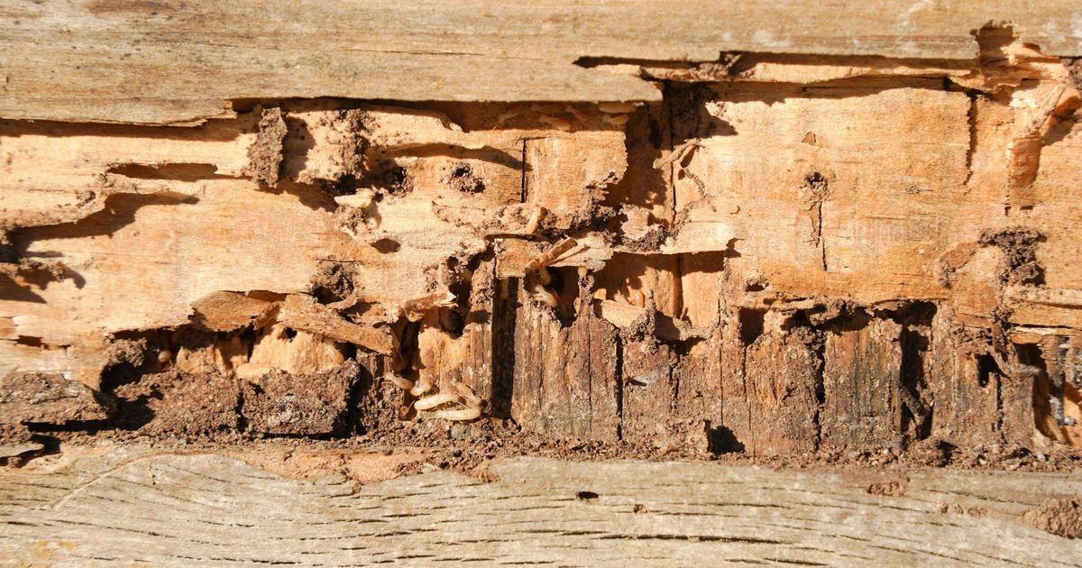 Stopa uspeha od 95%: Novi trik da se termiti namame pravo u smrt