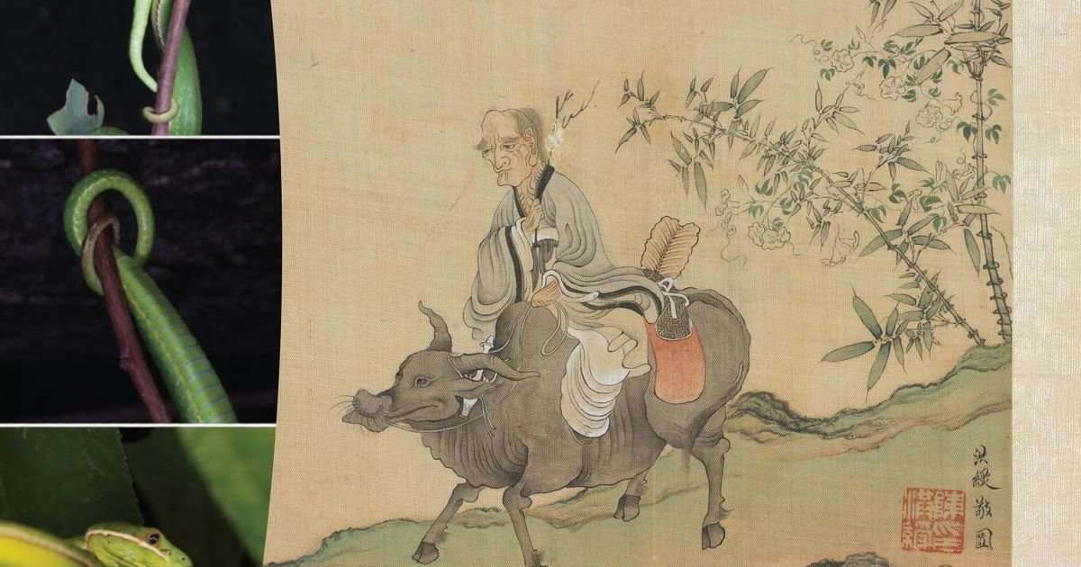 U maglovitim šumama otkriveno stvorenje nazvano po Lao Ceu: Genetsko sekvenciranje dovelo do identifikacije