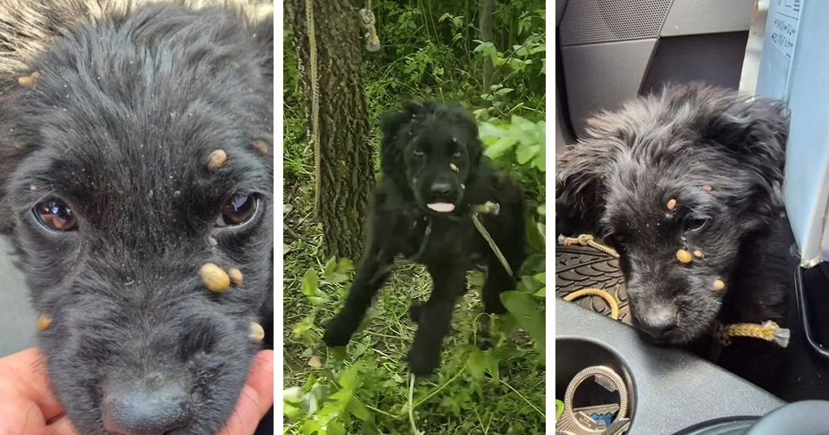 Štene nađeno u šumi, vezano za drvo najdebljim konopcem: Na njoj se "gostili" krpelji veličine lešnika