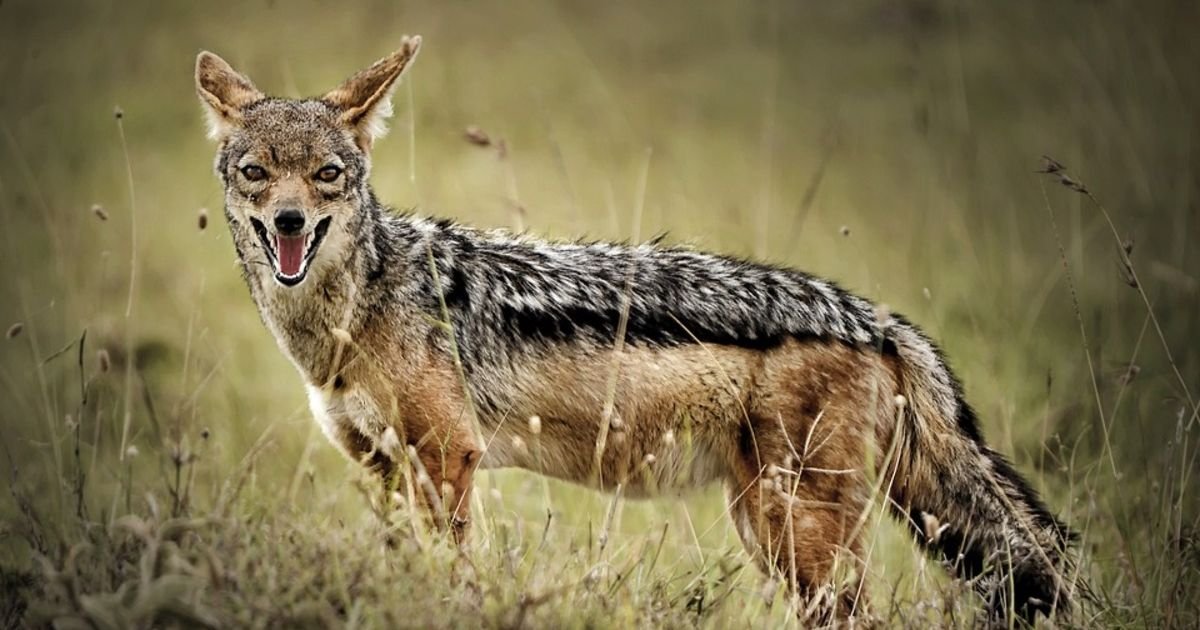 Misteriozna avantura šakala Vase: Preplivao Savu na mestu gde niko ne sme