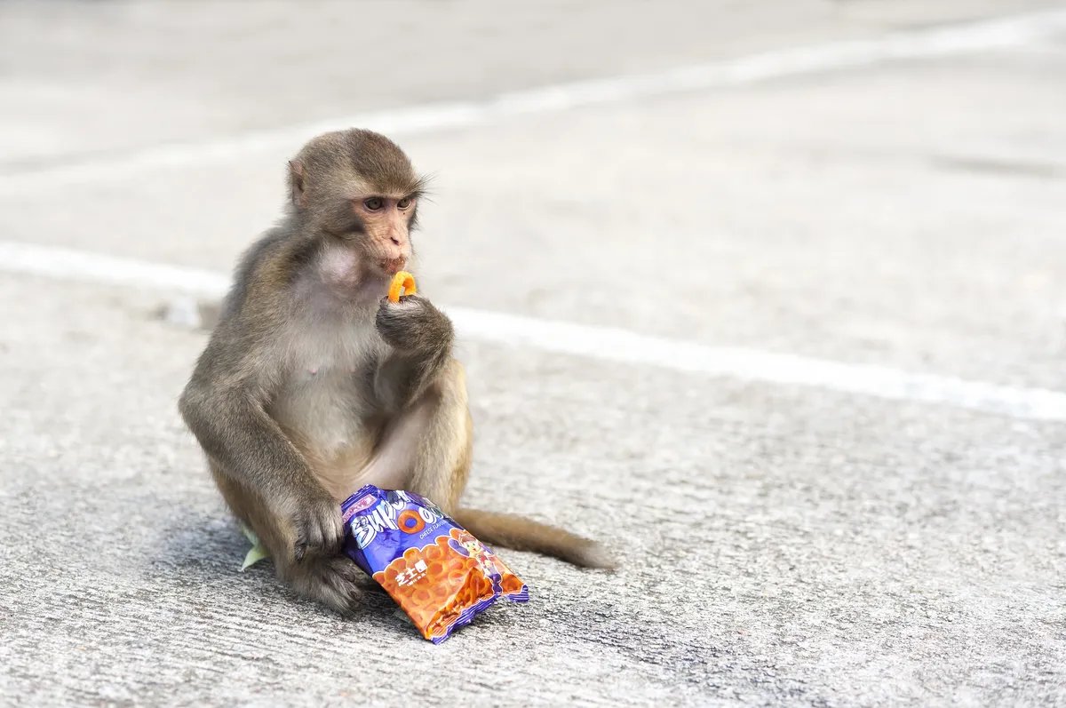 Majmuni pronašli bizaran prirodni dodatak za lakše varenje ljudske brze hrane