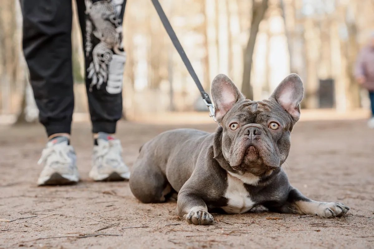 Koliko treba da traje šetnja psa i zašto je to tako važno