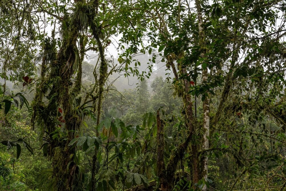 OTIŠAO U ŠUMU I NIKOME NIJE REKAO GDE IDE! Posle više od 20 godina se vratio, a jedan detalj je sve šokirao (VIDEO)