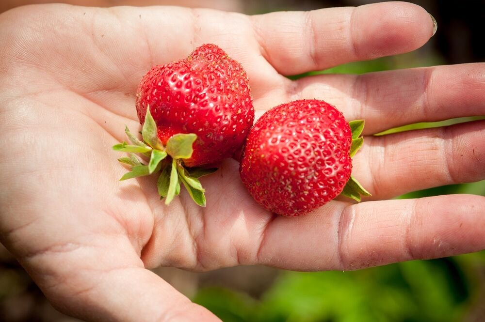 EVO KAKO ZAISTA TREBA DA OPERETE JAGODE DA BI BILE SIGURNE ZA JELO! Ovo vam niko neće reći, a nije za igranje