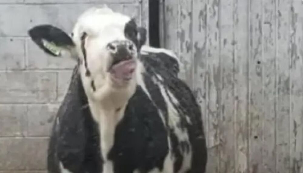 KRAVA POBEGLA IZ KLANICE, TRAŽI JE I POLICIJA! Ogromna potraga u toku, podignuti dronovi i termovizijske kamere