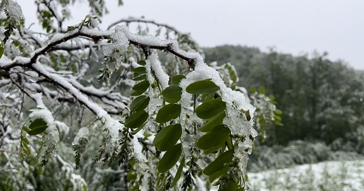 Prizor kod Priboja koji niko ne želi da vidi: Sneg prekrio tek rascvetalo voće
