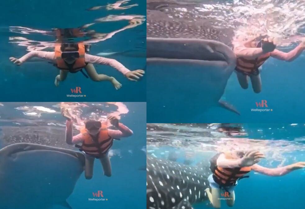 TURISTKINJA ZARONILA U MORE, A ONDA JE NAIŠLA ONA! Šok snimak obišao svet, njena reakcija SVE govori! (VIDEO)