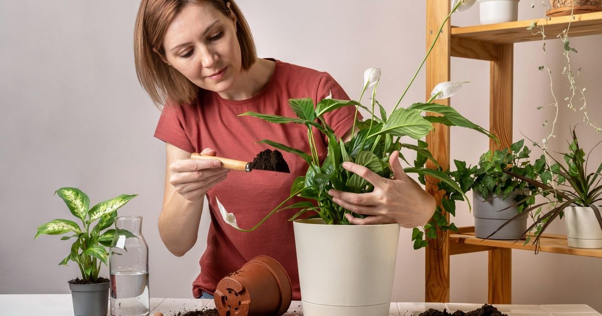 Kažu da ova biljka pomaže protiv mirisa cigareta u domu: Zidovi, zavese i nameštaj mogu ponovo mirisati sveže