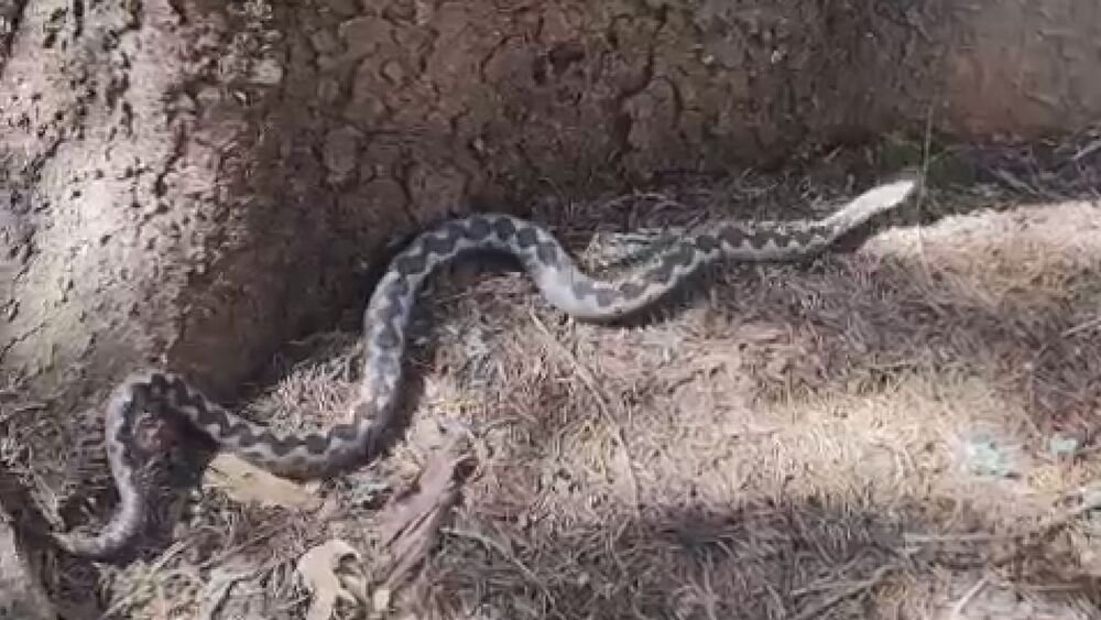 MARKO NALETEO NA NAJOTROVNIJU ZMIJU U SRBIJI: Iskočila na pola metra od njega, ZALEDIĆETE SE OD PRIZORA! (VIDEO)