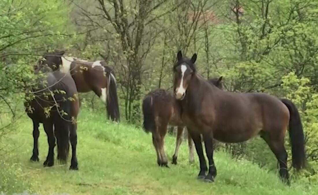 Konji sišli u selo Meljanica i u pojedinim domaćinstvima načinili štetu: "Dolazili su gore kući, mene je strah"
