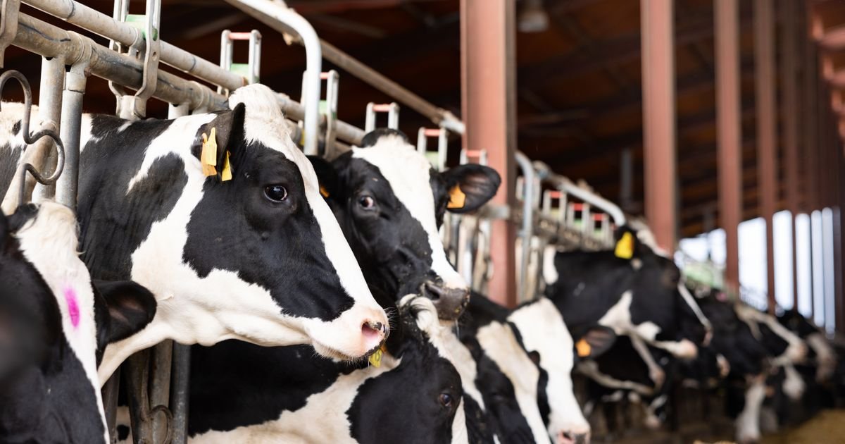 U celoj zemlji, na smeru prerađivač mleka, školuje se 17 učenika: "Današnja deca neće u štalu i na njivu"