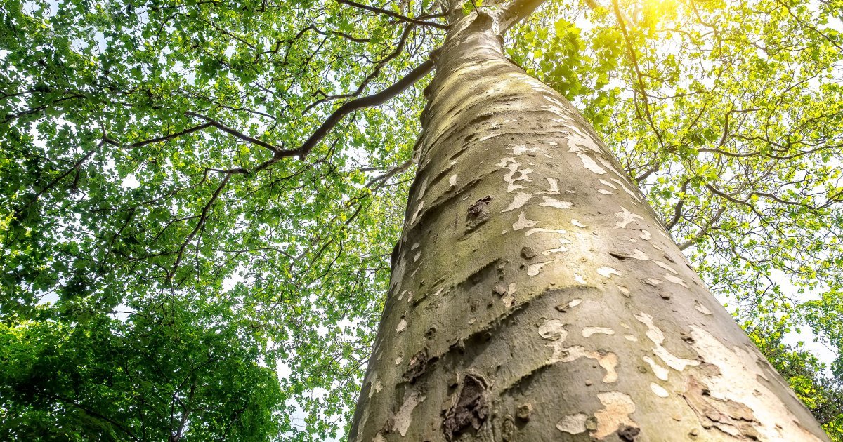 Zver satima boravila na drvetu, uznemirila građane: Šok snimak obišao planetu, reagovala policija
