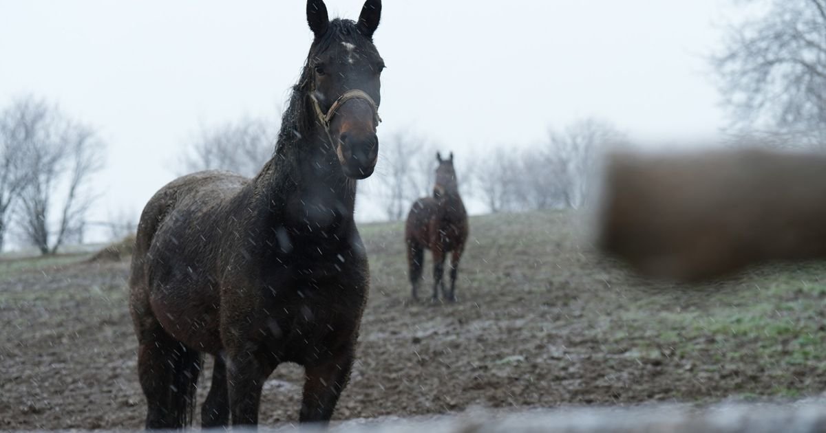 Stanovnici u šoku: Konji sa planine sišli u selo i izazvali probleme u domaćinstvima