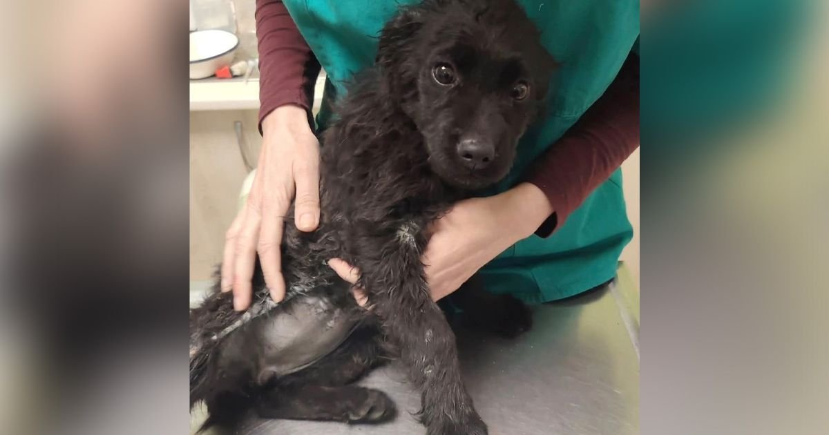 Zvezdica nije životno ugrožena: Štene koje su krpelji "cedili" u šumi dobilo terapiju, ima privremeni smeštaj