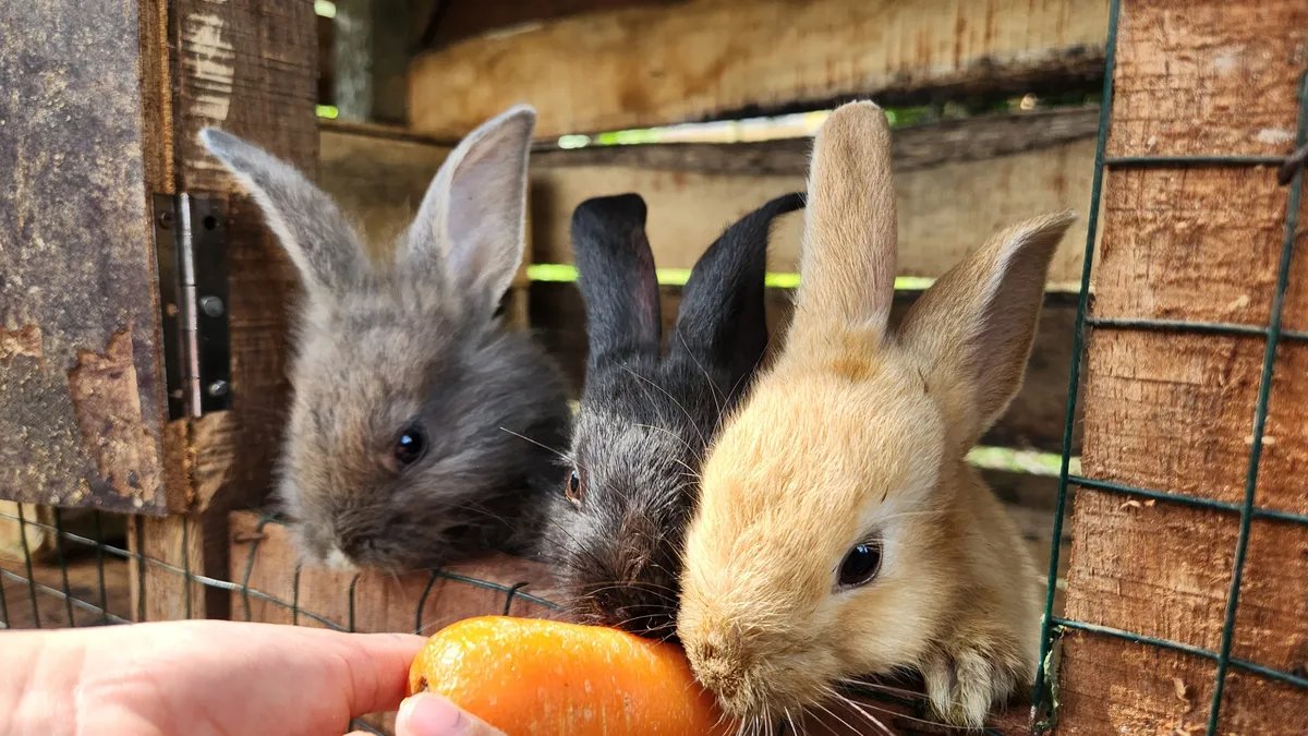 Tri slepa putnika, bebe zečevi, nađeni na platformi u Severnom moru: Organizovana akcija spasavanja