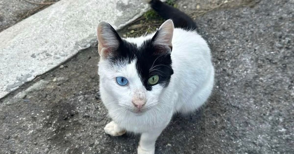 Njegove oči kriju tugu svih lutalica: Mršav i bolestan mačak živi kod kontejnera i broji poslednje dane