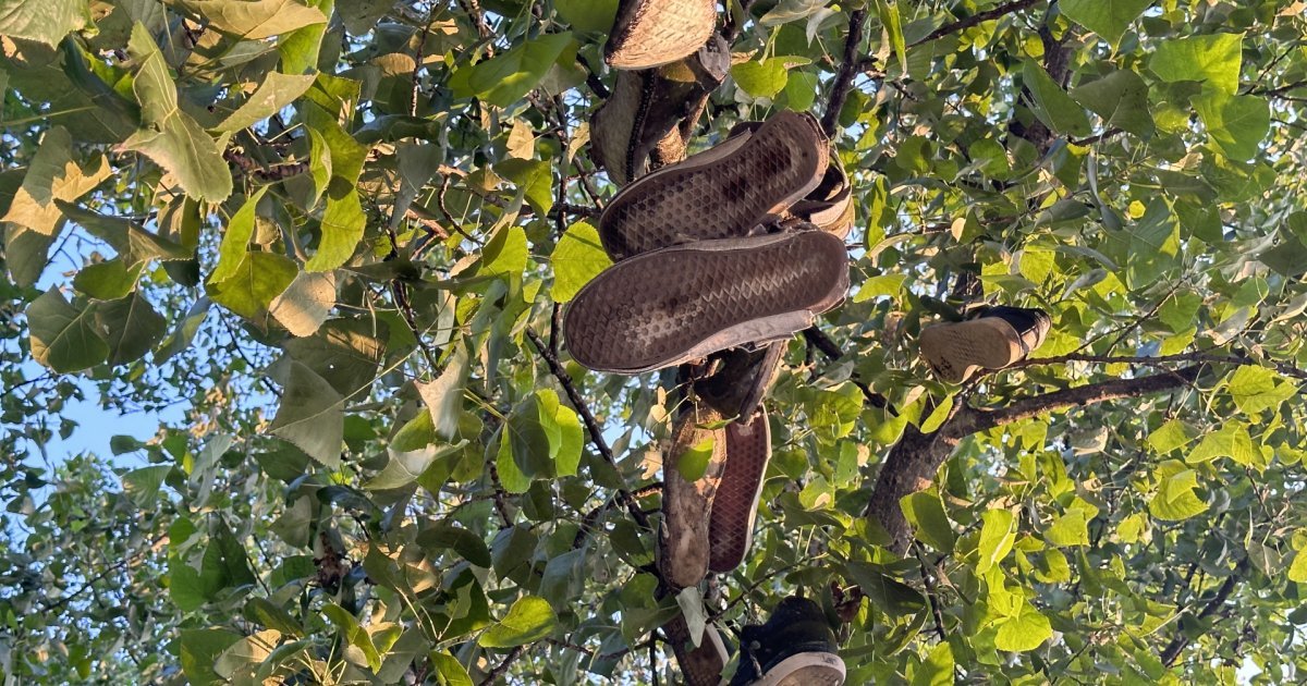 Pedesetak ljudi na Fruškoj gori BEZ PATIKA I CIPELA: Pominju "uzemljenje", evo o čemu se radi