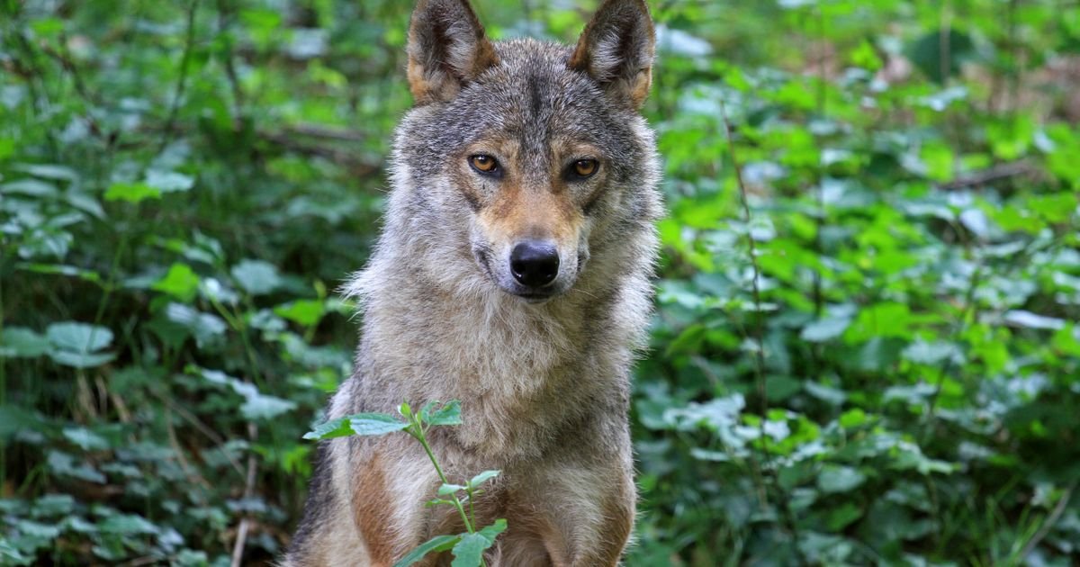 Najmanje 18 vukova uginulo u nacionalnom parku, sumnja se na trovanje: Tuga u Italiji