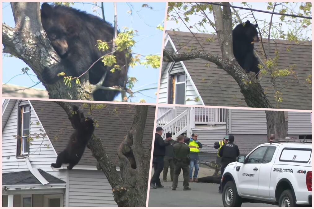 MEDVED SE POPEO NA DRVO USRED GRADA Usledila je filmska akcija, blokada ulica i jedan dramatičan završetak (VIDEO)