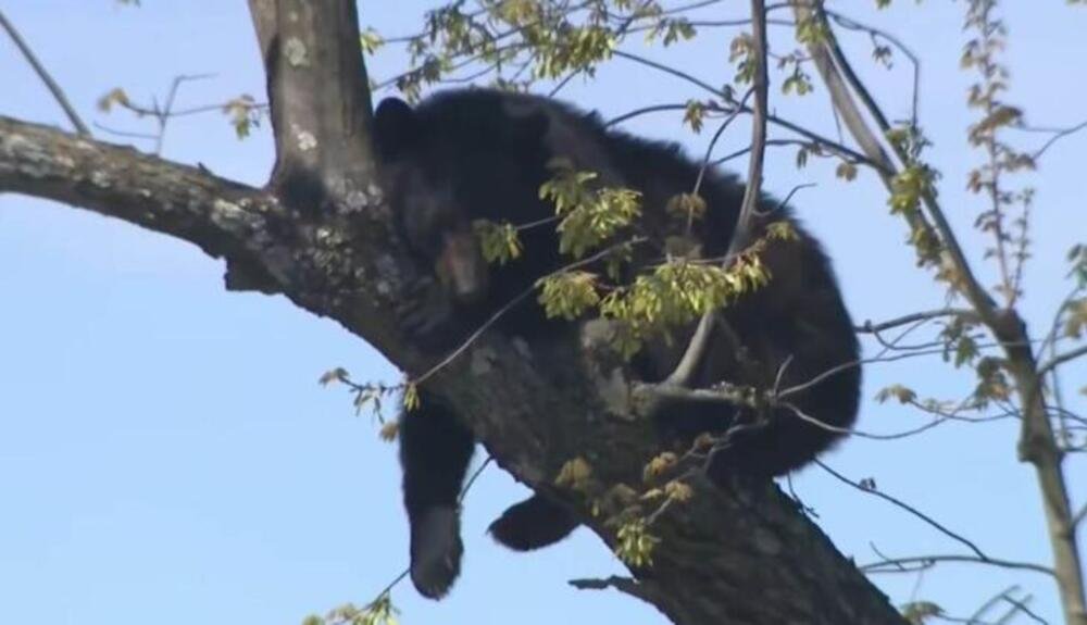 USRED GRADA SE POPEO NA DRVO, SAOBRAĆAJ ODMAH ZAUSTAVLJEN: Strašan snimak divlje životinje zapalio mreže (VIDEO)