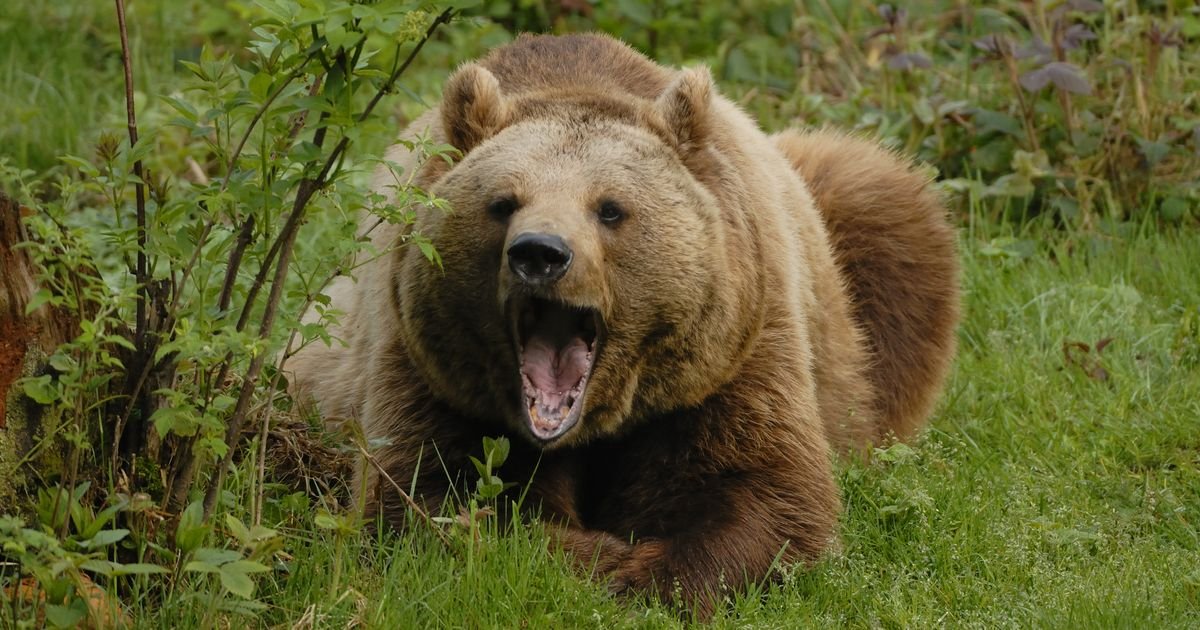 Sin čuo krike majke, pa zatekao jeziv prizor: Medved unakazio ženu i pobegao u šumu, nije joj bilo spasa