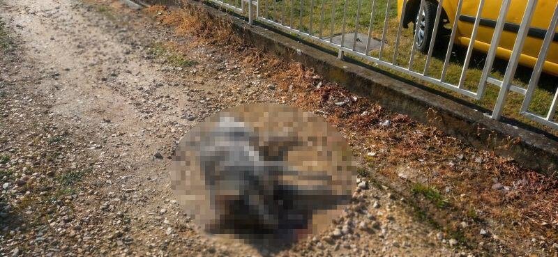 KO TRUJE VLASNIČKE PSE U PROKUPLJU? Za nekoliko dana pobio osam životinja - reagovala policija