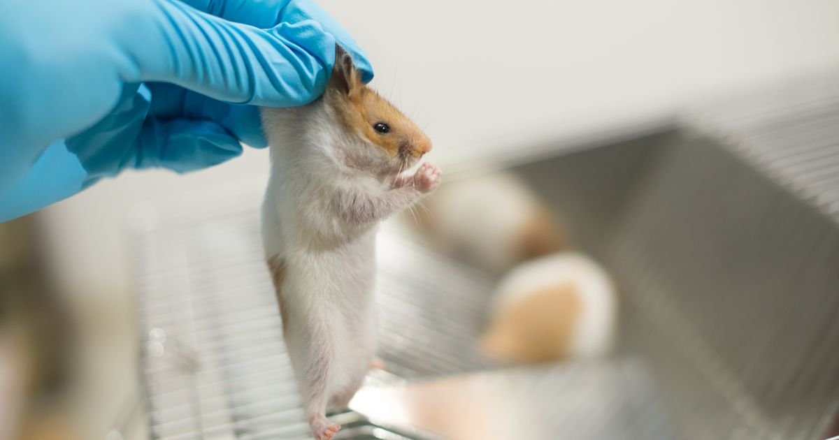 Naučnici priznali: ŽIVOTINJE PATE U IME PROGRESA, rezultati testova često neprimenjivi na ljudima