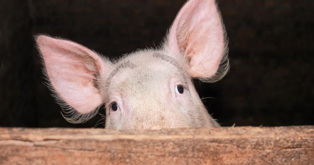 Neujednačeno tržište stoke u Srbiji: Cene teladi rastu u Užicu, ali padaju u Šapcu i Zlatiboru
