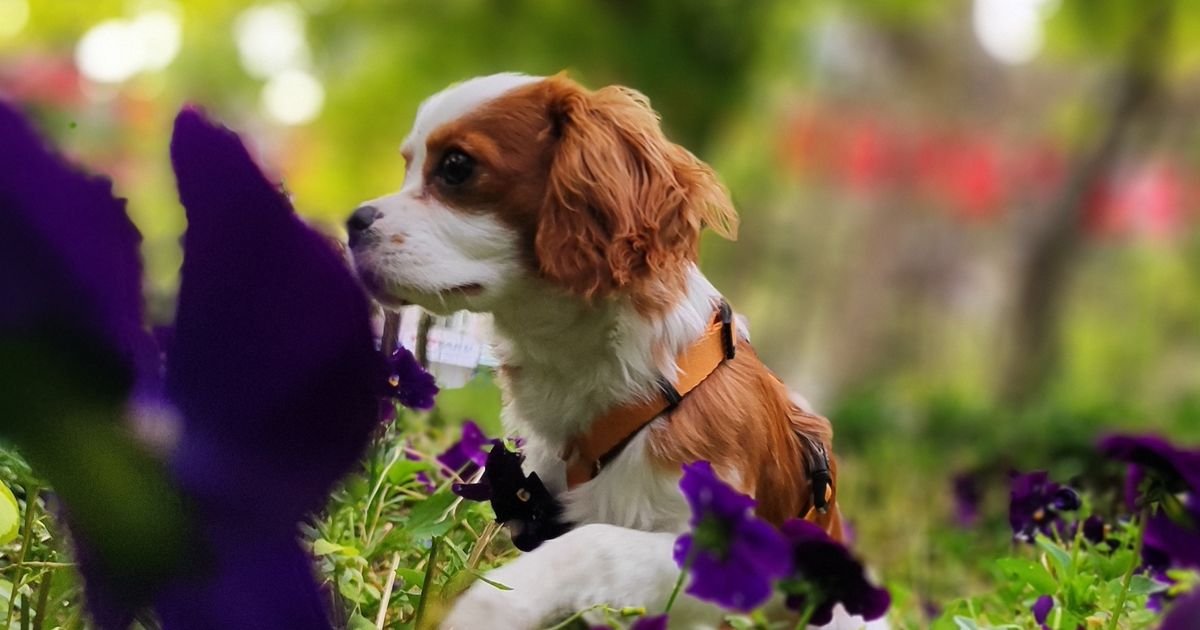 Vaš pas jeo je ljubičice u šetnji: Da li je ovaj prolećni cvetić pet frendli i treba li da pozovete veterinara