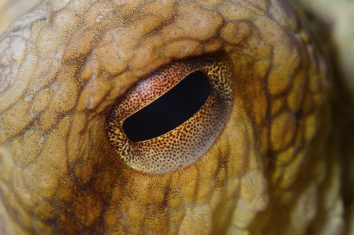 Naučnici otkrili vrhunskog predatora iz doba dinosaurusa