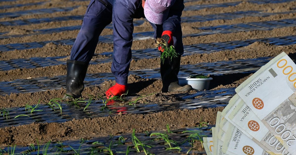 Od početka godine poljoprivrednicima isplaćeno 43,2 milijarde dinara: Tri puta više nego lane