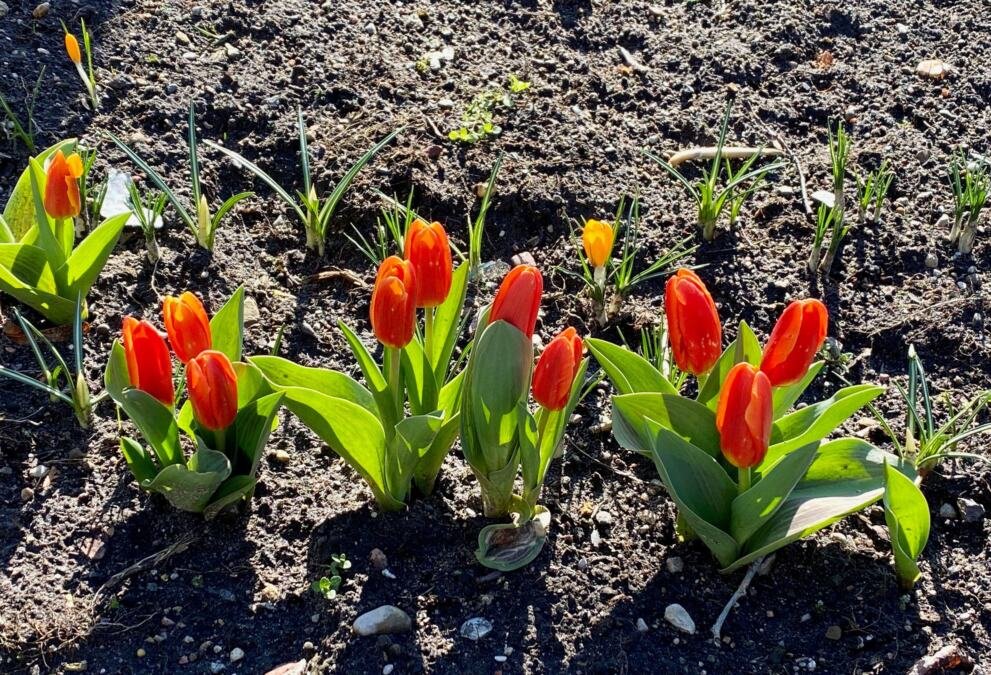 Zašto lale ne cvetaju? 3 ključna razloga i saveti profesionalnih baštovana za bujno cvetanje