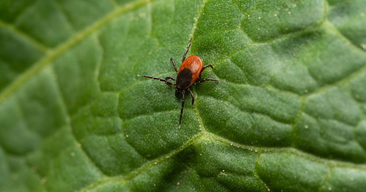 Krpelji beže od ovoga! Posadite ove 3 biljke sad i zaštitite baštu celo leto