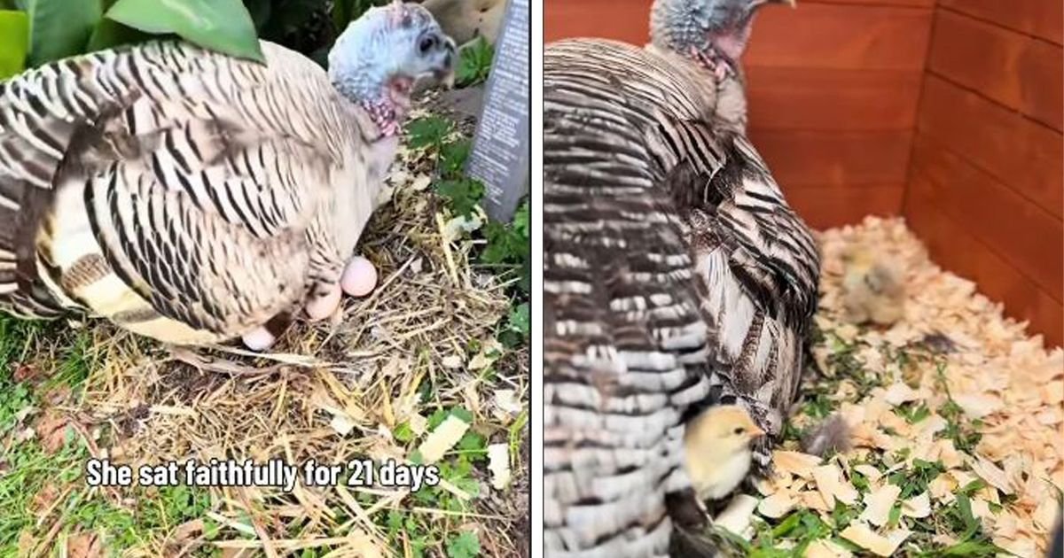 Vlasnica pronašla način da usreći ćurku: Dirljivi video koji mami suze, ostvaren jedan san o majčinstvu