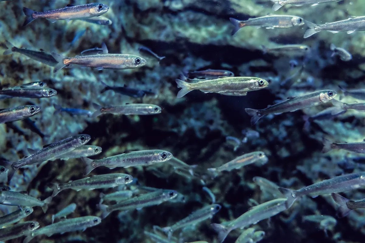 Nevidljiva pretnja u vodama – naučnici otkrili efekte kokaina na ribe