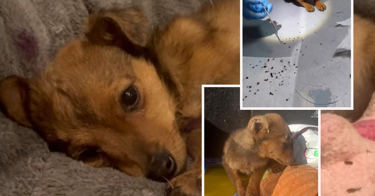 Sa Verinog tela uklonjeno više od 200 krpelja: Volonter slučajno pronašao odbačenu mrvu staru 6 meseci