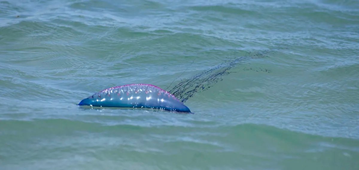 Ovo smrtonosno stvorenje se sve češće pojavljuje na plažama: Naučnici veruju da se širi i jedna stvar ih brine
