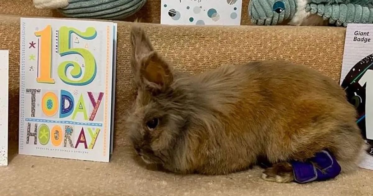 Herbi ima 15 godina i 246 dana: Britanski KUNIĆ pre dva dana oborio SVETSKI REKORD DUGOVEČNOSTI