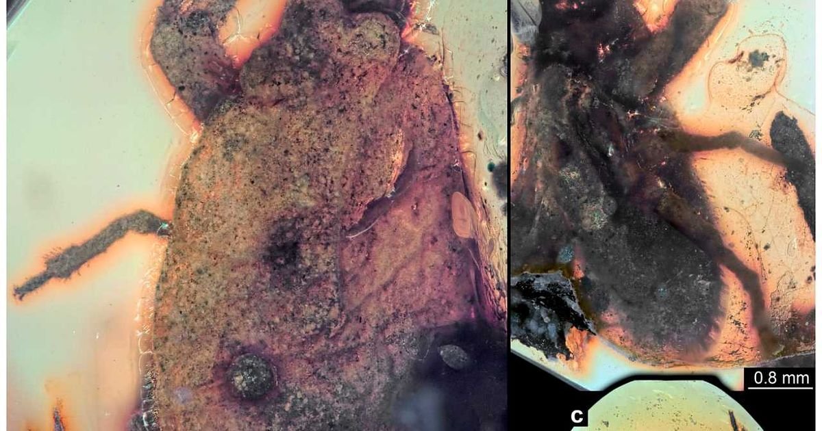 Vrlo neobično: Stenica sa kleštima pronađena u drevnom ćilibaru