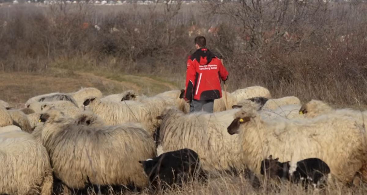 UMESTO GRADA, IZABRAO DA ŽIVI SA 300 OVACA! Miloš (21) na padinama Fruške gore čuva životinje: A pored teškog fizičkog rada, on i studira!