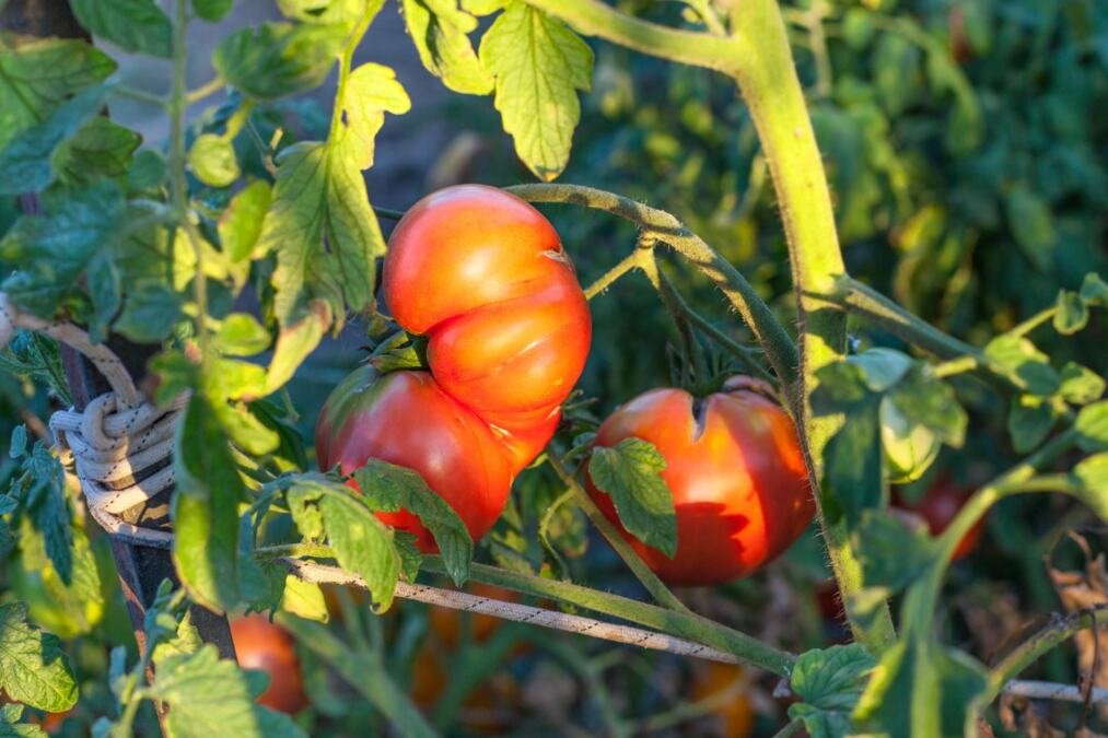 Pospite ovaj prah oko paradajza i gledajte kako raste: Plodovi će biti krupniji, sočniji i biće ih duplo više!
