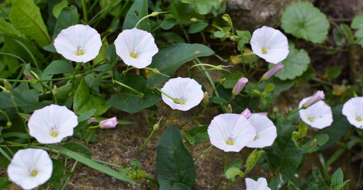 Najgori korov u bašti nije trava: Poponac se širi ispod zemlje, a evo kako da ga konačno suzbijete